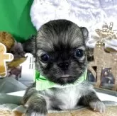 チワワ(ロング)