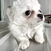 チワワ(ロング)【兵庫県・女の子・2025年8月12日・ホワイトレッド】の写真2