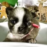 チワワ(ロング)【兵庫県・女の子・2025年10月12日・レッド&ホワイト】の写真2