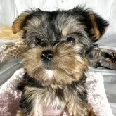 ヨークシャーテリア【兵庫県・女の子・2025年8月15日・スティールブルータン】の写真2「。」