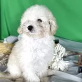 タイニープードル【兵庫県・女の子・2025年8月5日・ペールフォン】の写真2