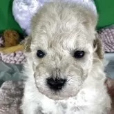 ティーカッププードル【兵庫県・男の子・2025年10月12日・ペールフォン】の写真3