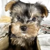 ヨークシャーテリア【兵庫県・女の子・2025年8月15日・スティールブルータン】の写真3