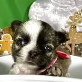 チワワ(ロング)【兵庫県・女の子・2025年10月12日・レッド&ホワイト】の写真3