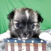 チワワ(ロング)【兵庫県・女の子・2025年9月27日・セーブル】の写真3「。」