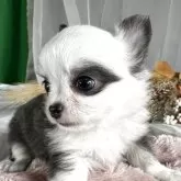 チワワ(ロング)【兵庫県・男の子・2025年8月29日・ブルー&ホワイト】の写真3