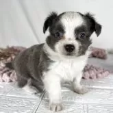 チワワ(ロング)【兵庫県・男の子・2025年3月14日・ブルーホワイト】の写真4