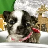 チワワ(ロング)【兵庫県・女の子・2025年10月12日・レッド&ホワイト】の写真4