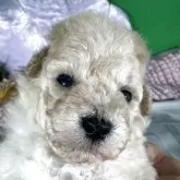 ティーカッププードル【兵庫県・男の子・2025年10月12日・ペールフォン】の写真4