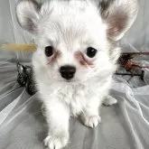 チワワ(ロング)【兵庫県・女の子・2025年8月12日・ホワイトレッド】の写真4