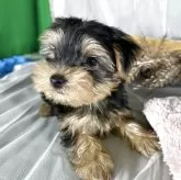 ヨークシャーテリア【兵庫県・女の子・2025年8月15日・スティールブルータン】の写真4