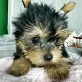 ヨークシャーテリア【兵庫県・女の子・2025年8月12日・スティールブルータン】の写真5