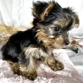 ヨークシャーテリア【兵庫県・女の子・2025年8月15日・スティールブルータン】の写真5