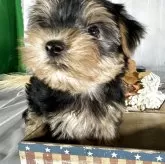 ヨークシャーテリア【兵庫県・女の子・2025年8月15日・スティールブルータン】の写真5