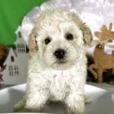 タイニープードル【兵庫県・男の子・2025年10月12日・ペールフォン】の写真5