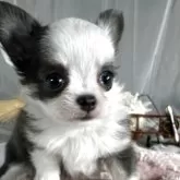 チワワ(ロング)【兵庫県・男の子・2025年8月29日・ブルー&ホワイト】の写真6