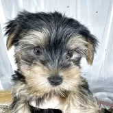 ヨークシャーテリア【兵庫県・女の子・2025年8月15日・スティールブルータン】の写真6