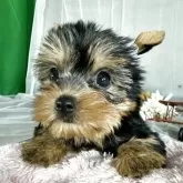 ヨークシャーテリア【兵庫県・女の子・2025年8月12日・スティールブルータン】の写真6