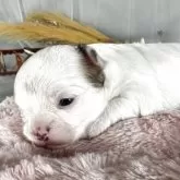 チワワ(ロング)【兵庫県・女の子・2025年8月12日・ホワイトレッド】の写真7