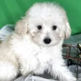 タイニープードル【兵庫県・女の子・2025年8月5日・ペールフォン】の写真7