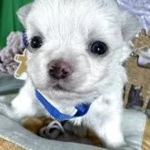 チワワ(ロング)【兵庫県・男の子・2025年10月13日・ホワイト&クリーム】の写真7