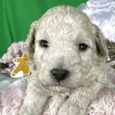 トイプードル(トイ)【兵庫県・女の子・2025年10月30日・ペールフォーン】の写真7