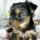 ヨークシャーテリア【兵庫県・女の子・2025年8月15日・スティールブルータン】の写真7