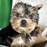 ヨークシャーテリア【兵庫県・女の子・2025年8月12日・スティールブルータン】の写真8