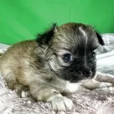 チワワ(ロング)【兵庫県・女の子・2025年9月27日・セーブル】の写真8