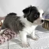 チワワ(ロング)【兵庫県・男の子・2025年3月14日・ブルーホワイト】の写真8