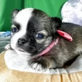 チワワ(ロング)【兵庫県・女の子・2025年10月12日・レッド&ホワイト】の写真9