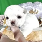 チワワ(ロング)【兵庫県・男の子・2025年10月13日・ホワイト&クリーム】の写真9