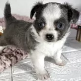 チワワ(ロング)【兵庫県・男の子・2025年3月14日・ブルーホワイト】の写真9