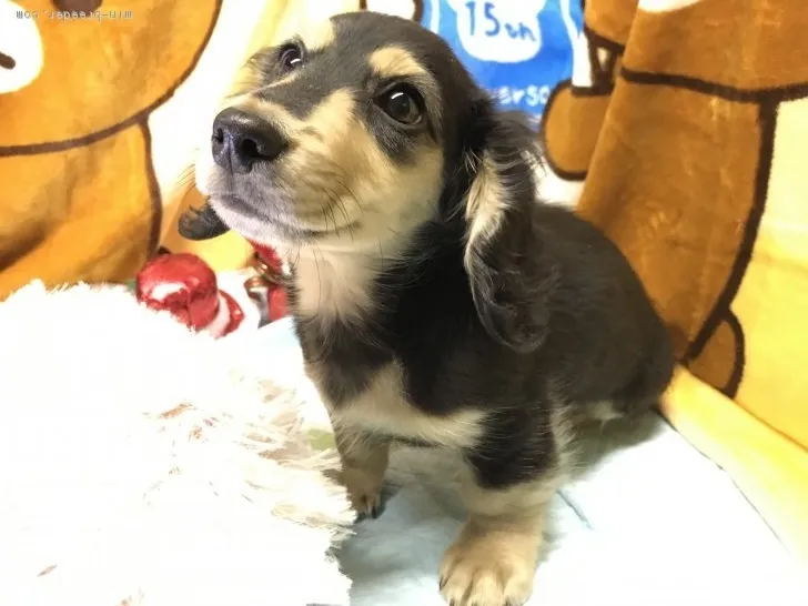 ID:1811-02012の子犬