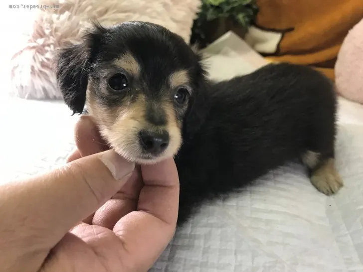 みな 様のお迎えした子犬