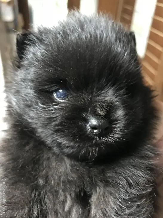 ID:1810-00321の子犬