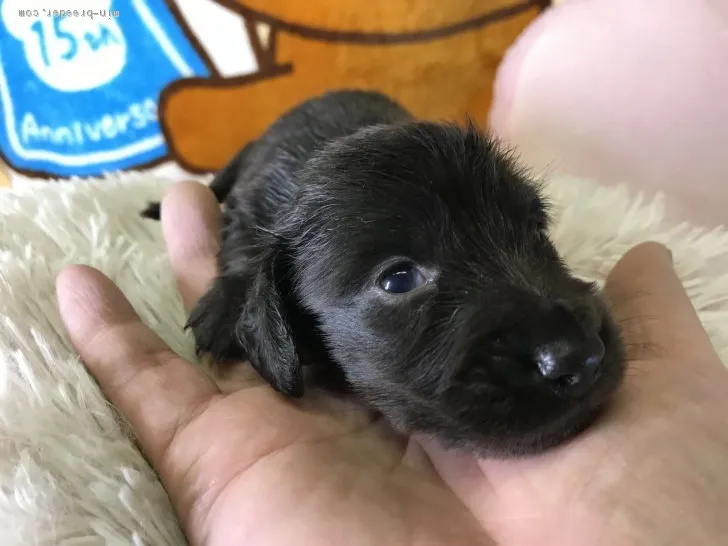 ID:1907-00424の子犬