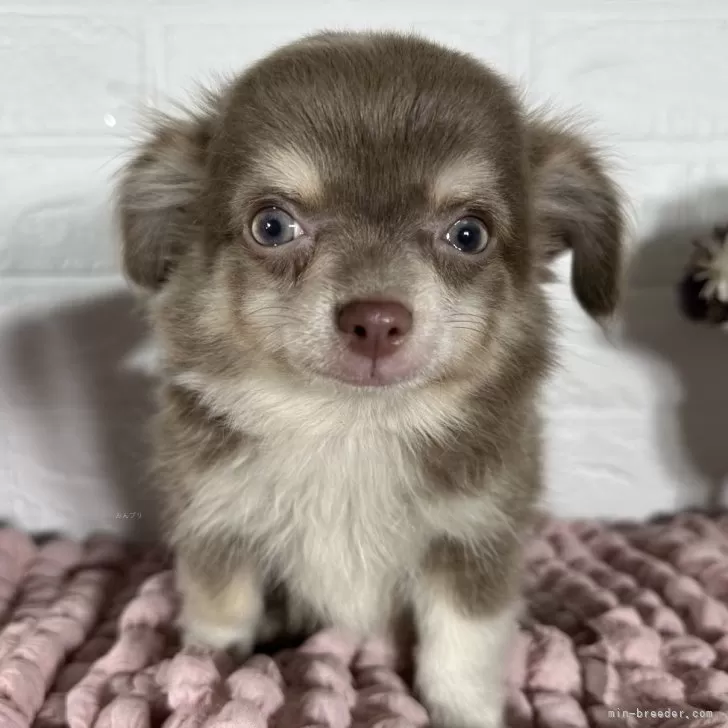 ID:2408-00803の子犬