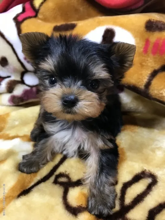 ID：1704-01683の子犬