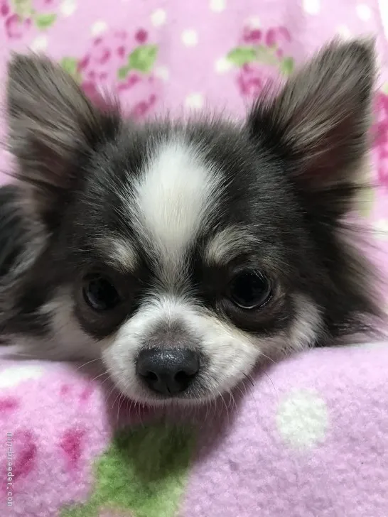 ID：1707-00551の子犬