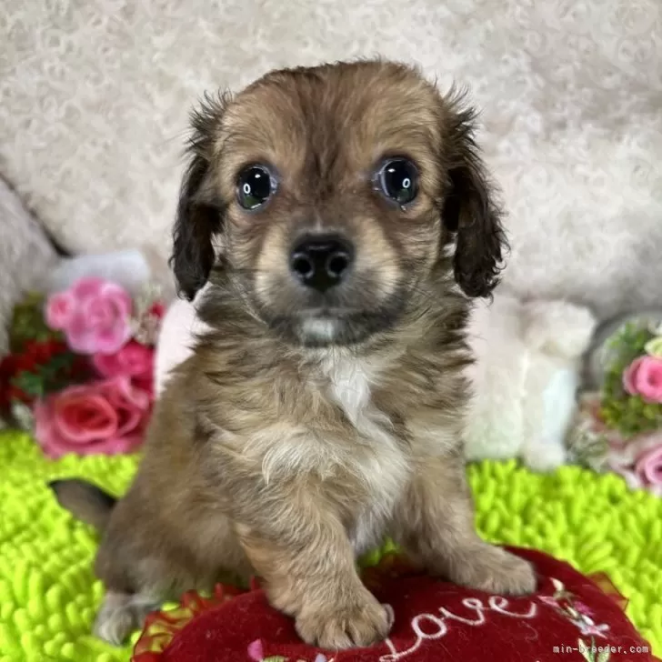 ID:2405-05919の子犬