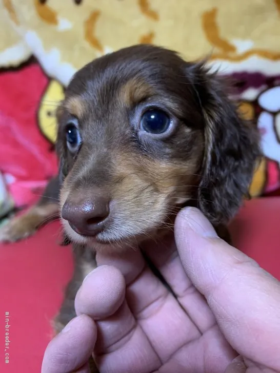 ID:1908-01470の子犬