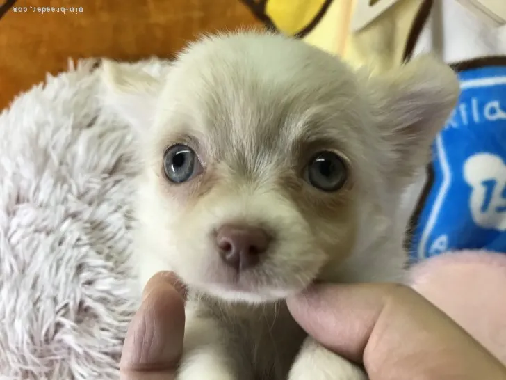 ラムネママ 様のお迎えした子犬