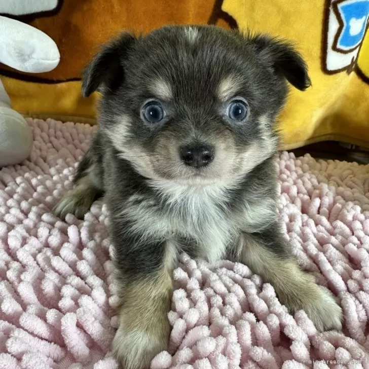 ID：2401-06832の子犬