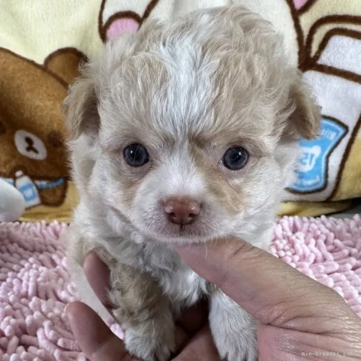 ID:2309-05054の子犬