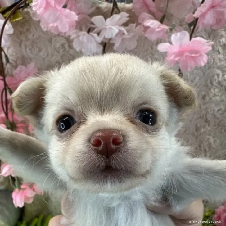 ID:2303-02128の子犬