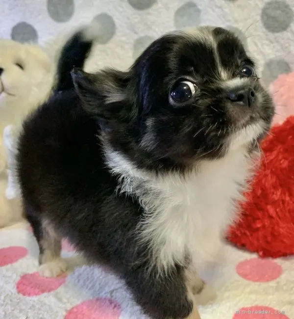 E.S 様のお迎えした子犬