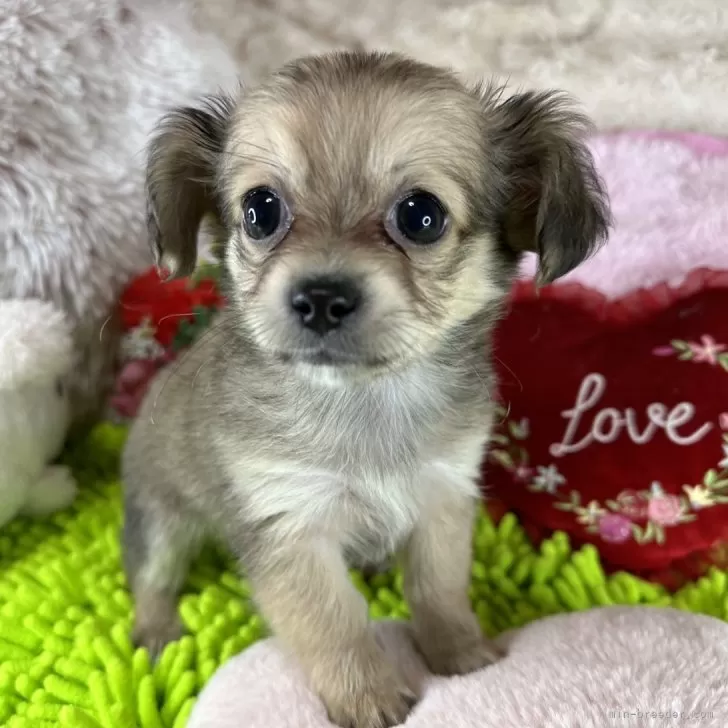 ID：2312-02951の子犬