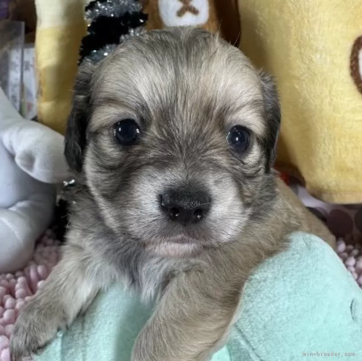 ID:2312-02934の子犬