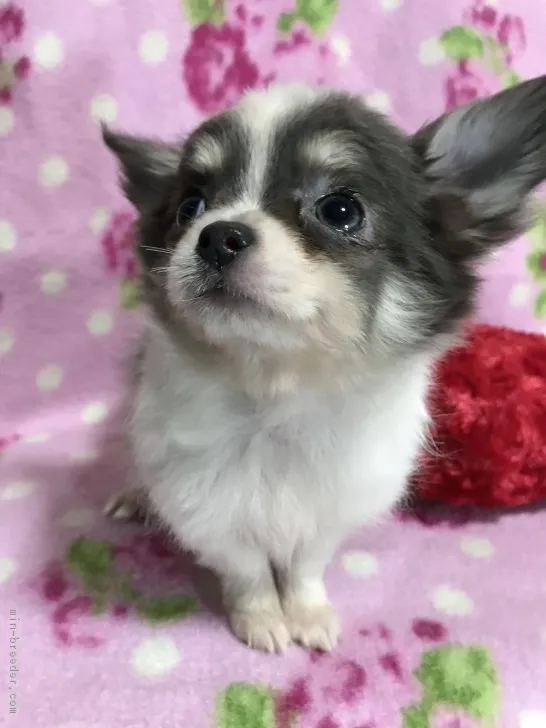 ID:1711-00006の子犬